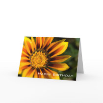 Gazania | Happy Birthday cards by HortusFloridus Gazania | Happy Birthday cards