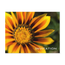 Gazania | Invitation Post Card