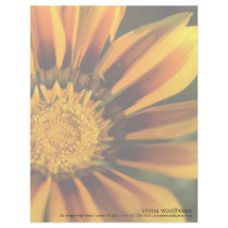 Gazania Letterhead Design