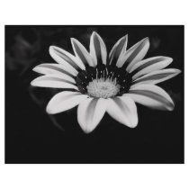 GAZANIA LETTERHEAD TEMPLATE