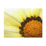 Gazania Postcard
