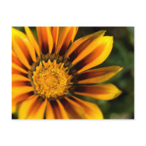 Gazania Postcard