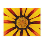 Gazania Post Cards