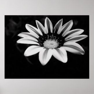 Gazania Print
