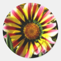Gazania stickers