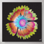Gazania Silhouette Print