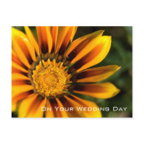 Gazania | Wedding Congratulation postcards
