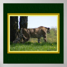 Gaze of the Cat: Cheetah #2 Print
