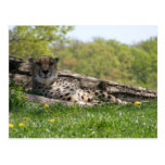 Gaze of the Cat: Cheetah Postcards