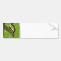 Gazelle Grazing Bumper Sticker