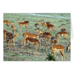 gazelle herd greeting card gazelle herd greeting card