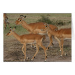 gazelle looks cards gazelle looks cards