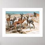 Gazelle posters