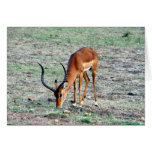 gazelle solo greeting cards gazelle solo greeting cards