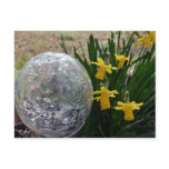 Gazing Ball and Daffodils after a rain Postcard