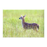 Gazing Fawn Color 36X24 Wrapped Canvas Stretched Canvas Prints
