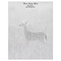 Gazing Fawn