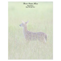 Gazing Fawn