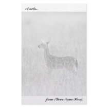 Gazing Fawn