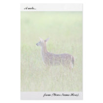 Gazing Fawn