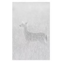 Gazing Fawn
