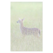 Gazing Fawn
