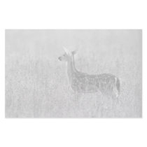 Gazing Fawn