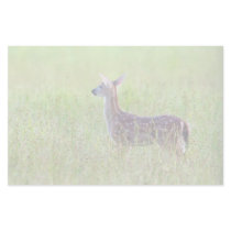 Gazing Fawn