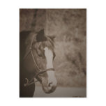 Gazing Mare Postcard