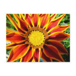 Gazinia III Post Card