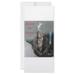 GECKO AND CAT rack cards
