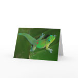 Gecko Cruising at Night cards
