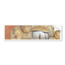 Gecko Eye bumper stickers