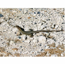 Gecko Lizard photo sculptures by lifesphere Gecko Lizard photo sculptures