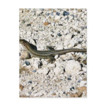 Gecko Lizard postcards by lifesphere Gecko Lizard postcards