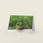 Gecko notecards #1