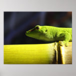 Gecko posters