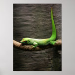 Gecko posters