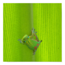 Gecko Print by HonuStudios Gecko Print