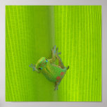 Gecko Print