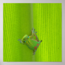 Gecko Print