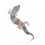 Gecko Stickers 01