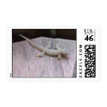 Gecko Territory Postage Stamp