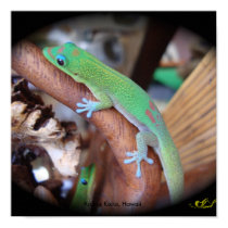 Geckos Of Alii Gardens posters by aleighland Geckos Of Alii Gardens posters