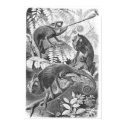 Geckos! posters