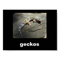 geckos posters by gecko1213 geckos posters