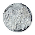 Geer Road Fossils magnets by dfherrera Geer Road Fossils magnets