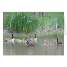 Geese and Goslings on a Pond Cards