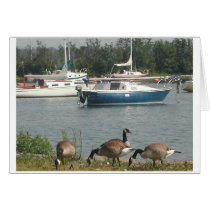 Geese and Sailboats cards by LazerPotatoe Geese and Sailboats cards