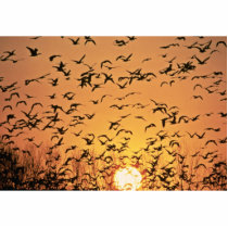 Geese at Sunrise photo sculptures by animalpark Geese at Sunrise photo sculptures